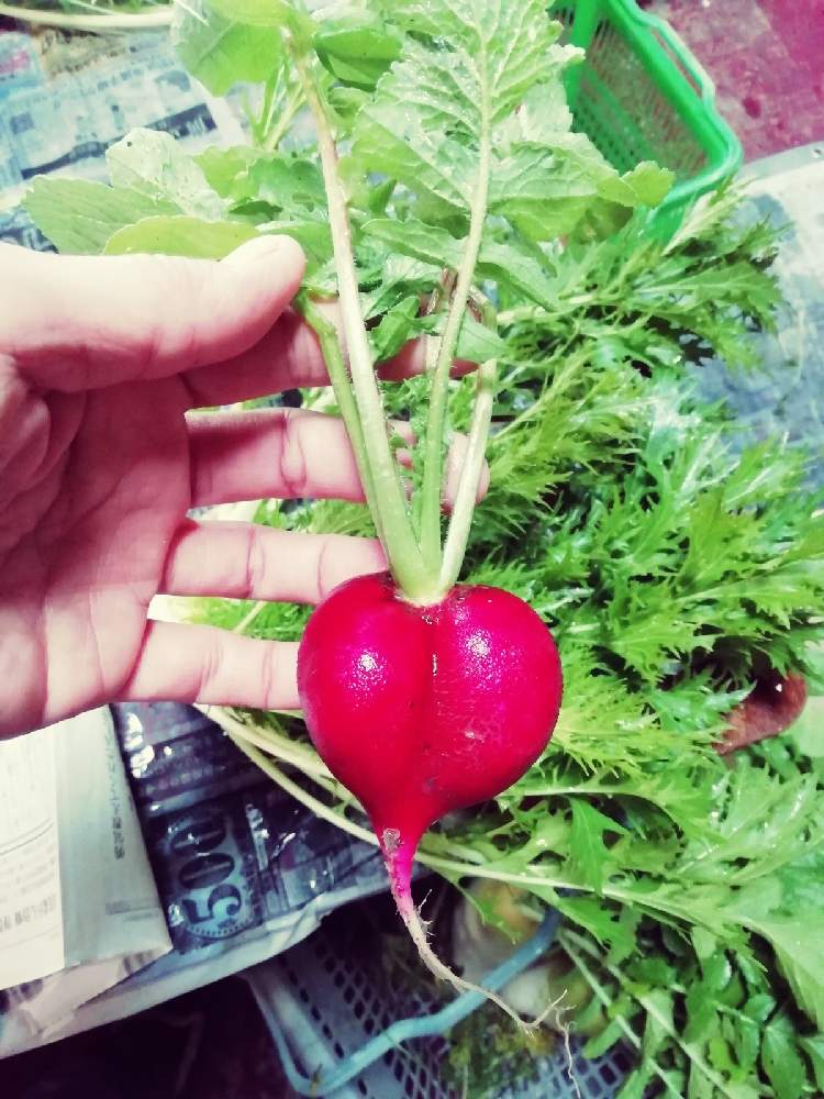 ラディッシュの投稿画像 By Dreamamさん 月12月15日 Greensnap グリーンスナップ