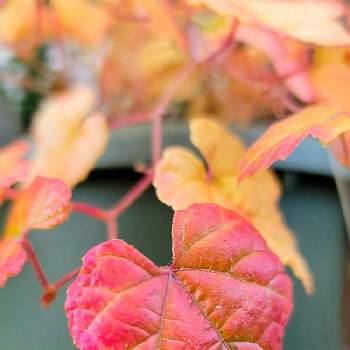 ようこそ 銃 通路 紅葉 する つる 植物 人口 ジュニア アプライアンス