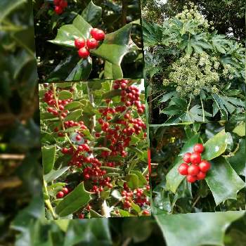 西洋ヒイラギ の投稿画像一覧 Greensnap グリーンスナップ