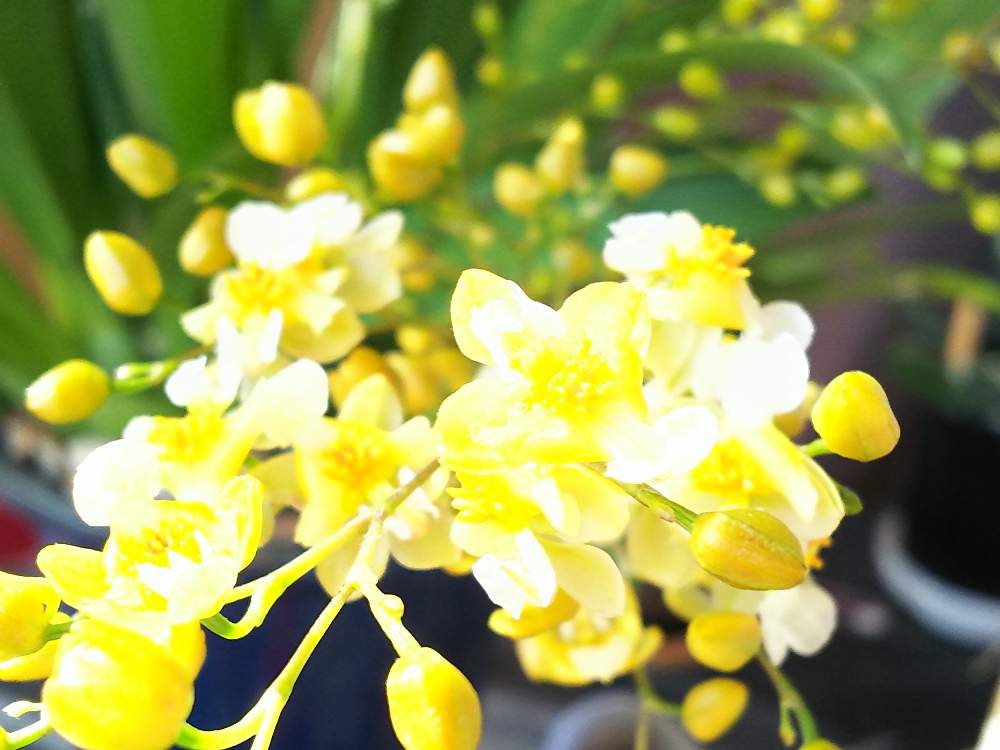 季節の花の投稿画像 By 二葉さん おうち園芸 月12月15日 Greensnap グリーンスナップ