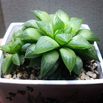 徒長気味の投稿画像一覧 Greensnap グリーンスナップ