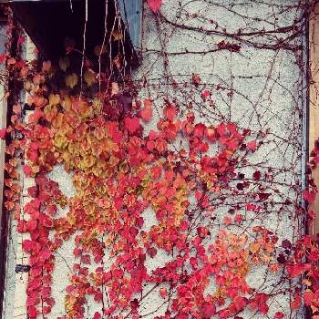 蔦の紅葉の投稿画像一覧 Greensnap グリーンスナップ