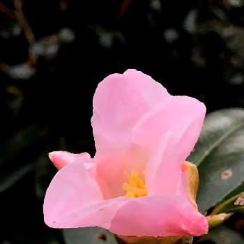 椿 侘助 の投稿画像一覧 Greensnap グリーンスナップ