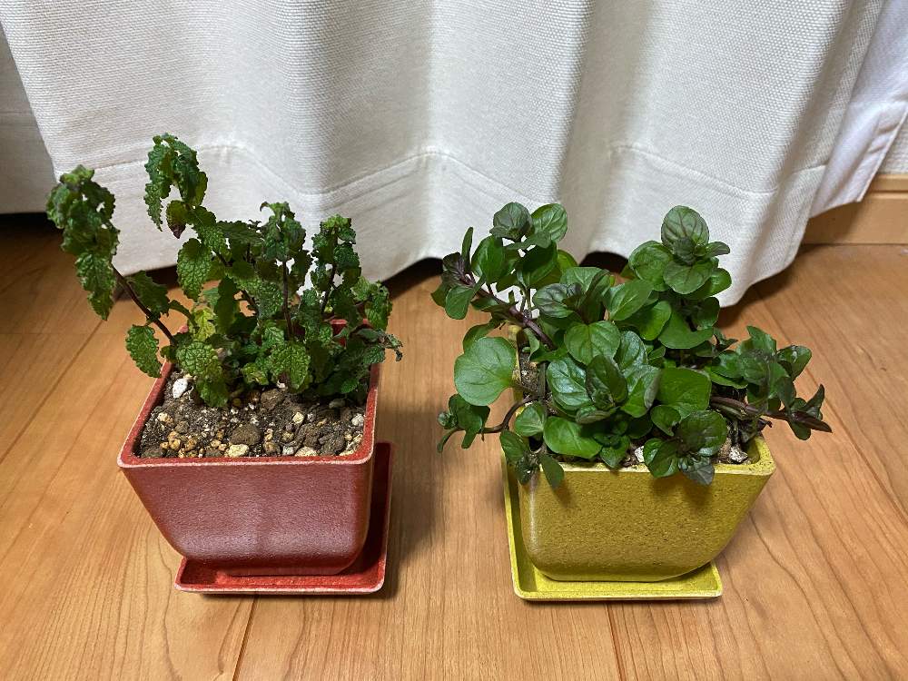 オレンジミントの投稿画像 By Kazuさん ストロベリーミント 月12月15日 Greensnap グリーンスナップ Greensnap グリーンスナップ