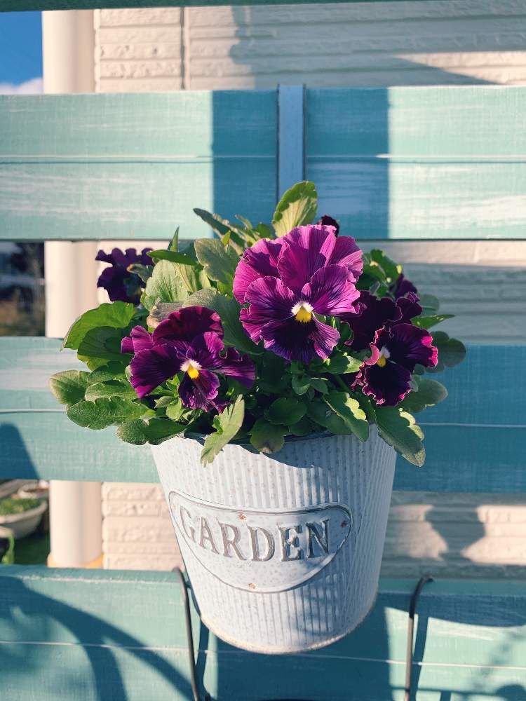 パンジーの投稿画像 By さくらンボーさん フリル咲きパンジーとフリルパンジーと花のある暮らしとビオラ パンジー 月12月15日 Greensnap グリーンスナップ