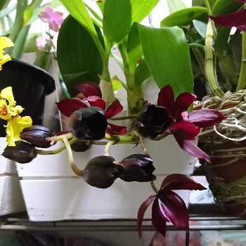 シクノデス属の画像 by きいたんさん | 棚と洋蘭とラン科とシクノデス属とカタセタム属と洋ランと鉢植えとらんと洋らんと洋ランの花