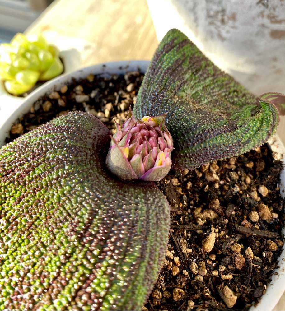 選べるサイズ展開 超大株 トックリキワタ 10号鉢ごと発送 サボテン 観葉植物 保障できる