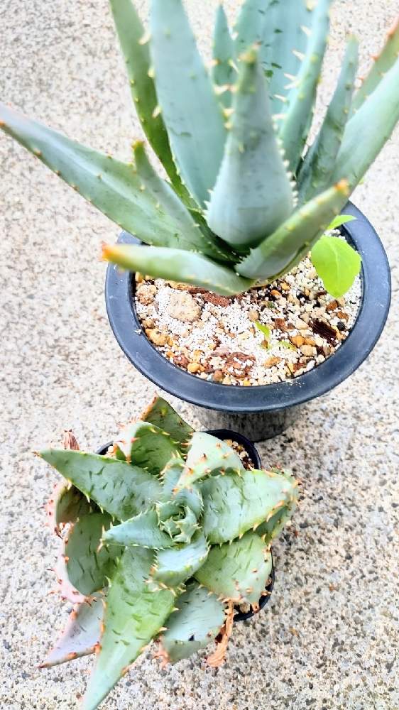 アロエ科の投稿画像 By とっぽ アロエ収集22年目さん アロエ属とアロエ ペグレラエ 月12月16日 Greensnap グリーンスナップ