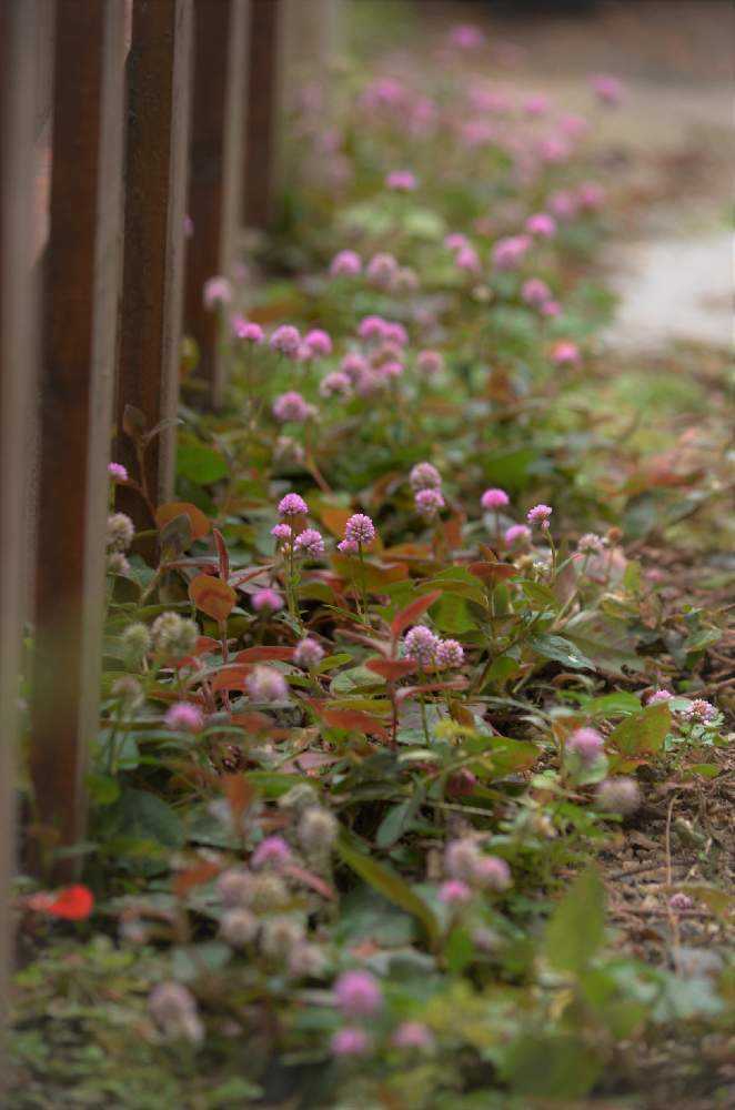 冬を迎えるmy Gardenから Greensnap グリーンスナップ