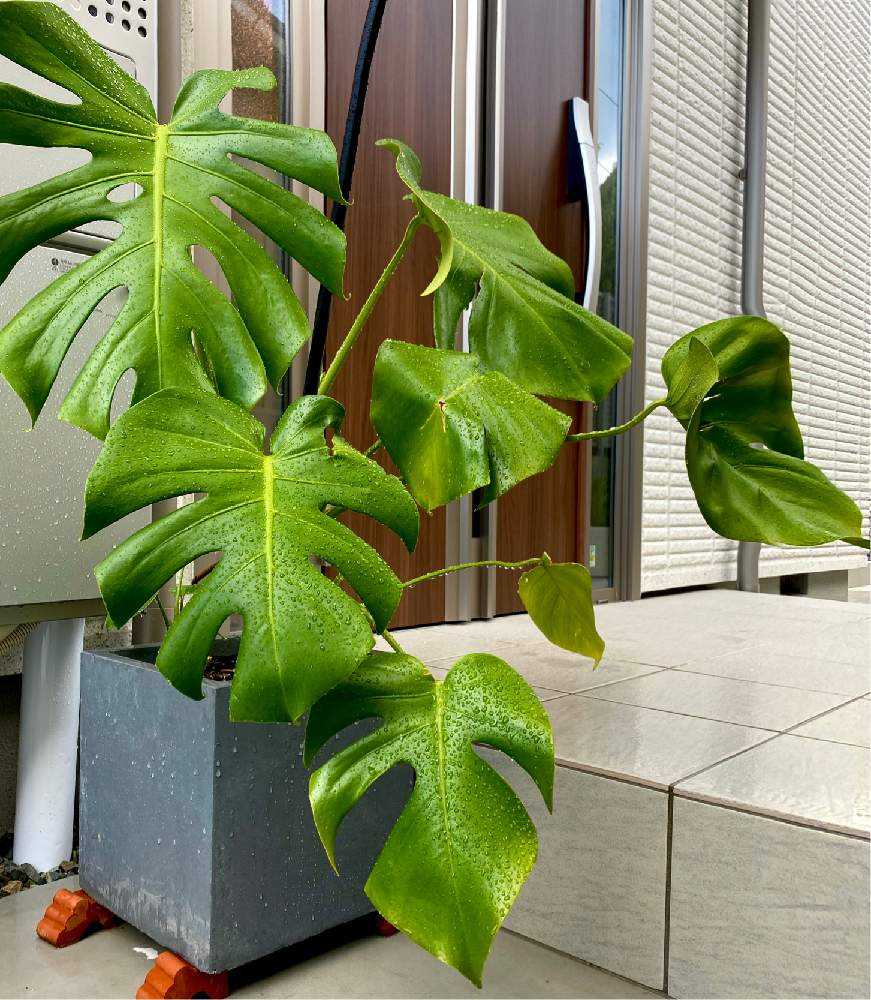 育てている鉢植えの観葉植物1 Greensnap グリーンスナップ