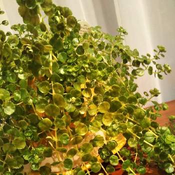 丸い葉っぱの投稿画像一覧 Greensnap グリーンスナップ