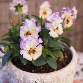 遊蝶華の投稿画像一覧 Greensnap グリーンスナップ