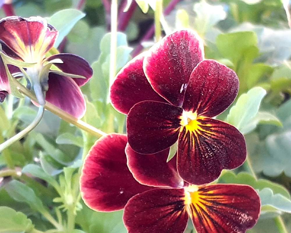 ビオラの投稿画像 By さくら貝さん スマホ撮影とビオラ パンジーとビオラ とビオラ苗ケース希望と花びらとお花 月12月16日 Greensnap グリーンスナップ