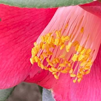 赤いツバキの花の画像 by manabeさん | お出かけ先と椿(ツバキ)とツバキの花びらと椿シベとクローズアップとツバキ科と赤いツバキの花とツバキ科ツバキ属と花のある暮らし