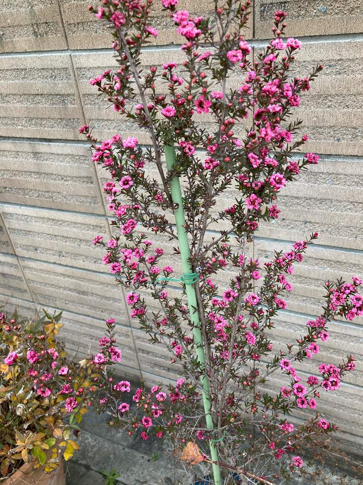 ギョリュウバイ 御柳梅 の投稿画像 By Manabeさん 植木鉢とフトモモ科と濃いピンクの花とフトモモ科ギョリュウバイ属とギョリュウバイピンク と ギョリュウバイ桃花八重とお出かけ先と植木鉢とフトモモ科と濃いピンクの花とフトモモ科ギョリュウバイ属 月12月16日