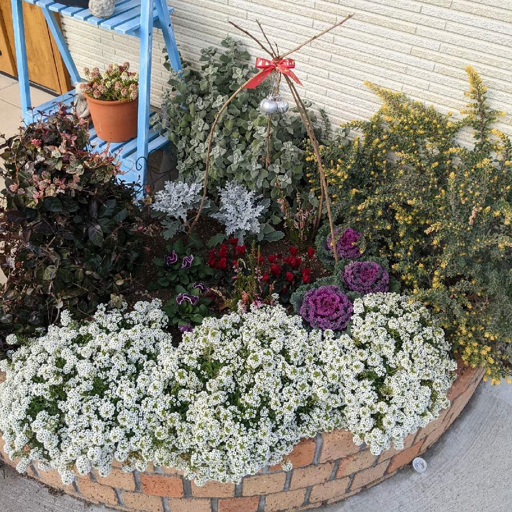 冬の寄せ植えの投稿画像 By 美月さん 花壇と小さな花壇と季節の寄せ植えとガーデニング 月12月16日 Greensnap グリーンスナップ