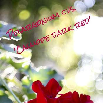 Pelargonium cvs. ‘Calliope dark red’の画像 by ronさん | 窓辺とPelargonium cvs. ‘Calliope dark red’