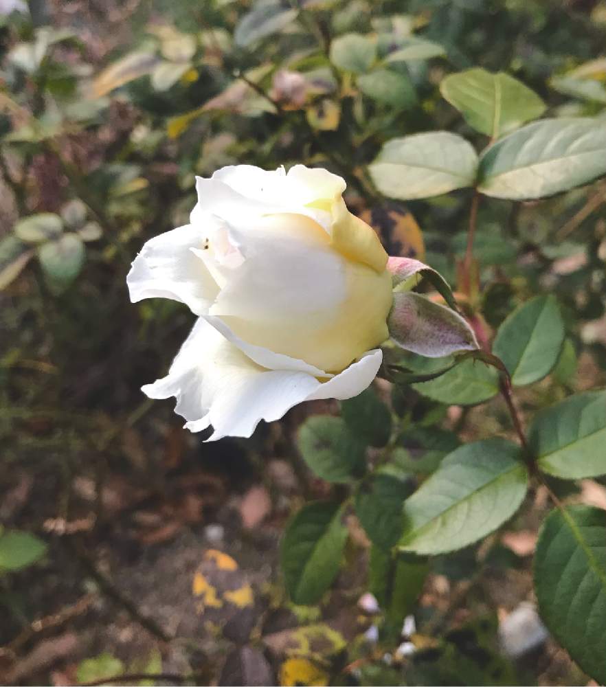 バラ ボレロの投稿画像 By やあさん 地植えとバラを楽しむとおうち園芸 月12月16日 Greensnap グリーンスナップ