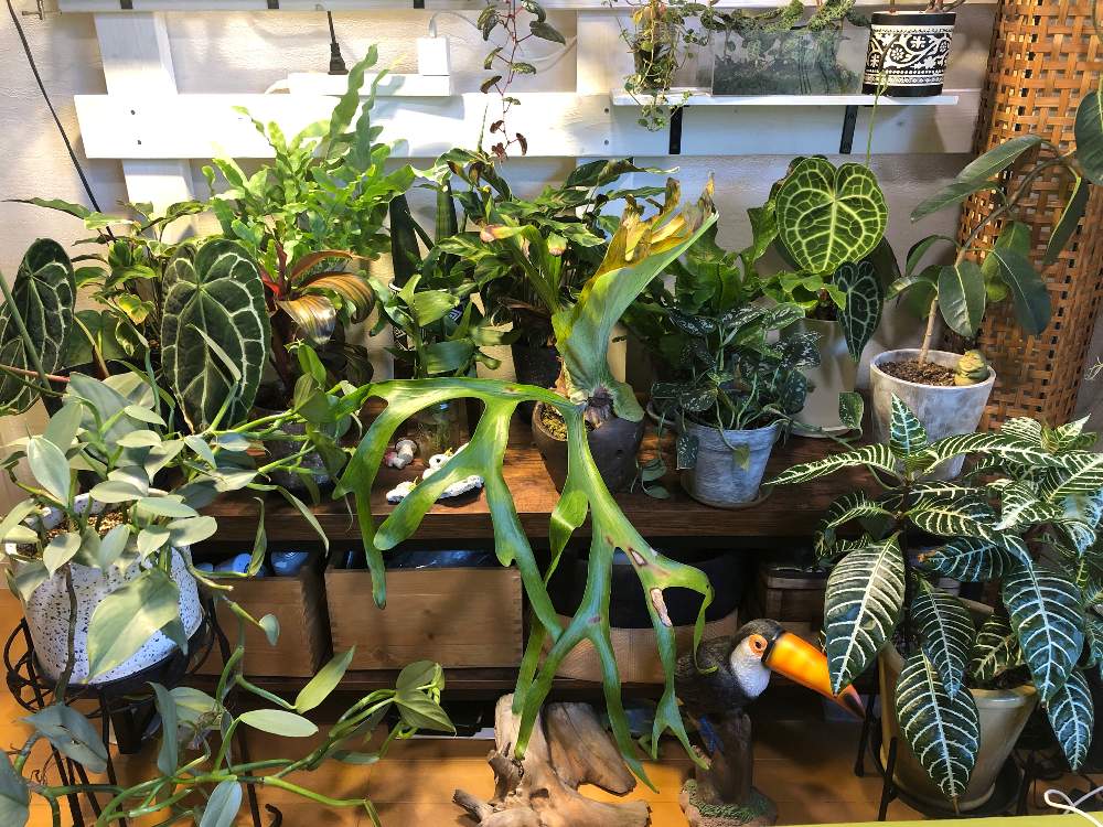 フィロデンドロン シルバーメタルの投稿画像 By Wakkkkさん ビカクシダ スパーバムとマダガスカルジャスミンとアンスリウム クリスタリナムと観葉植物とごちゃごちゃスペースとジャングルとアンスリウム クラリネルビウムとフレボディウム ブルースターと部屋と観葉 フィロデンドロン シルバーメタルの投稿画像 By Wakkkkさん ビカクシダ スパーバムとマダガスカルジャスミンとアンスリウム クリスタリナムと観葉植物とごちゃごちゃスペースとジャングルとアンスリウム クラリネルビウムとフレボディウム ブルースターと部屋と観葉