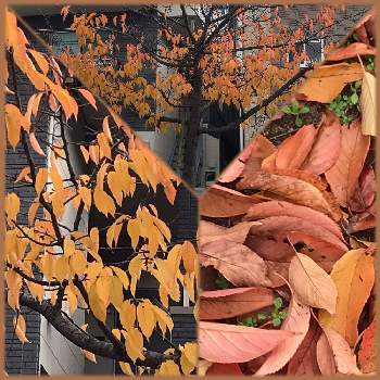 秋の風景の投稿画像一覧 Greensnap グリーンスナップ