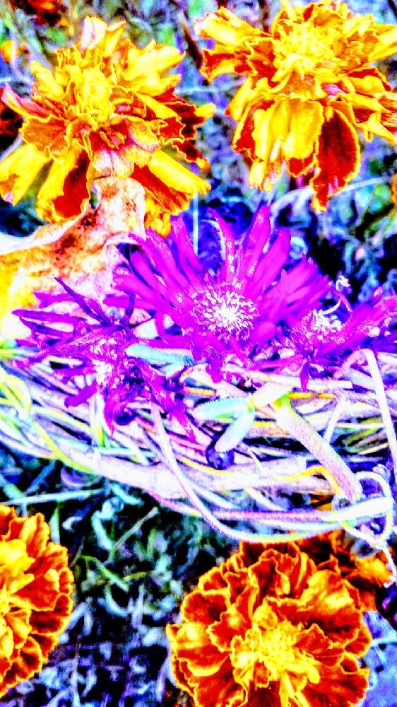 マツバギクの投稿画像 By Totorogaoさん マリーゴールドと黒い実のなる つると お花好き と植物のある暮らしと野あざみと私に 出来る ささやかな 想いとベランダからの景色と自然と 共にと スマホ写真と 私の 好きな 花 とgsのみなさんに感謝 と八ヶ岳への 道のり