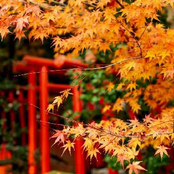 鳥居の画像 by まーこさん | お出かけ先と石浦神社と金沢とお写ん歩と風情があると鳥居と紅葉（こうよう）と気品溢れる美しさとsunset✴︎と写活とお散歩と背景ボケ