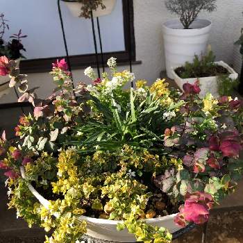 オレガノ ミルフィーユリーフの投稿画像一覧 Greensnap グリーンスナップ