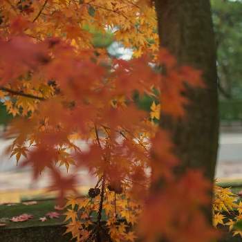 鳥居の画像 by まーこさん | お出かけ先と石浦神社と金沢とお写ん歩と風情があると美しい♡と鳥居と紅葉（こうよう）と気品溢れる美しさと前ボケとsunset✴︎と写活とお散歩