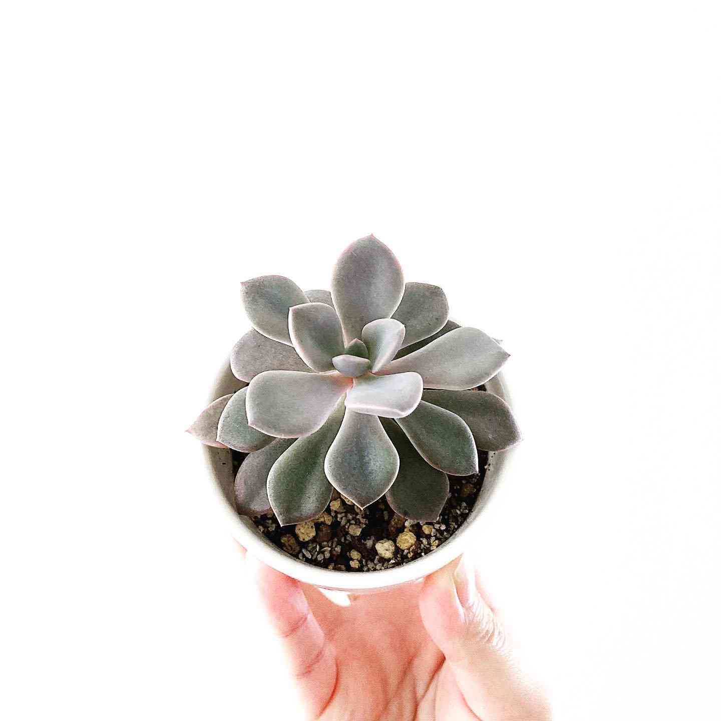 デビー】再生させてみる！｜🍀GreenSnap（グリーンスナップ）