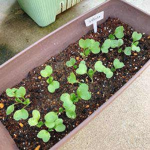 ラディッシュ,植中毒,冬野菜,おうち園芸,おうちde菜園の画像