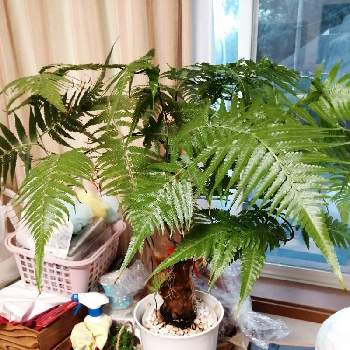 ゴールデンモンキーの投稿画像一覧 Greensnap グリーンスナップ