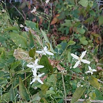 センニンソウ 仙人草 の投稿画像一覧 Greensnap グリーンスナップ