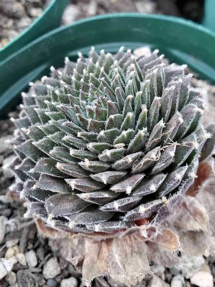 センペル フォークルネッティの一覧｜🍀GreenSnap（グリーンスナップ）