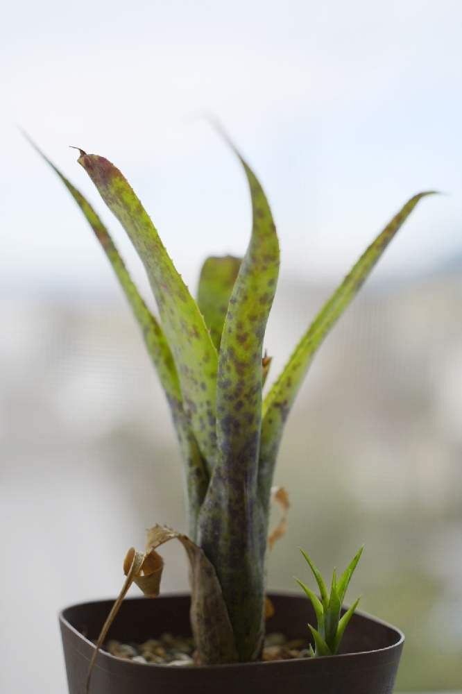 ネオレゲリア パウシフローラの投稿画像 By とりごもくごはんさん アナナスとネオレゲリアと着生植物とタンクブロメリア 月12月16日 Greensnap グリーンスナップ