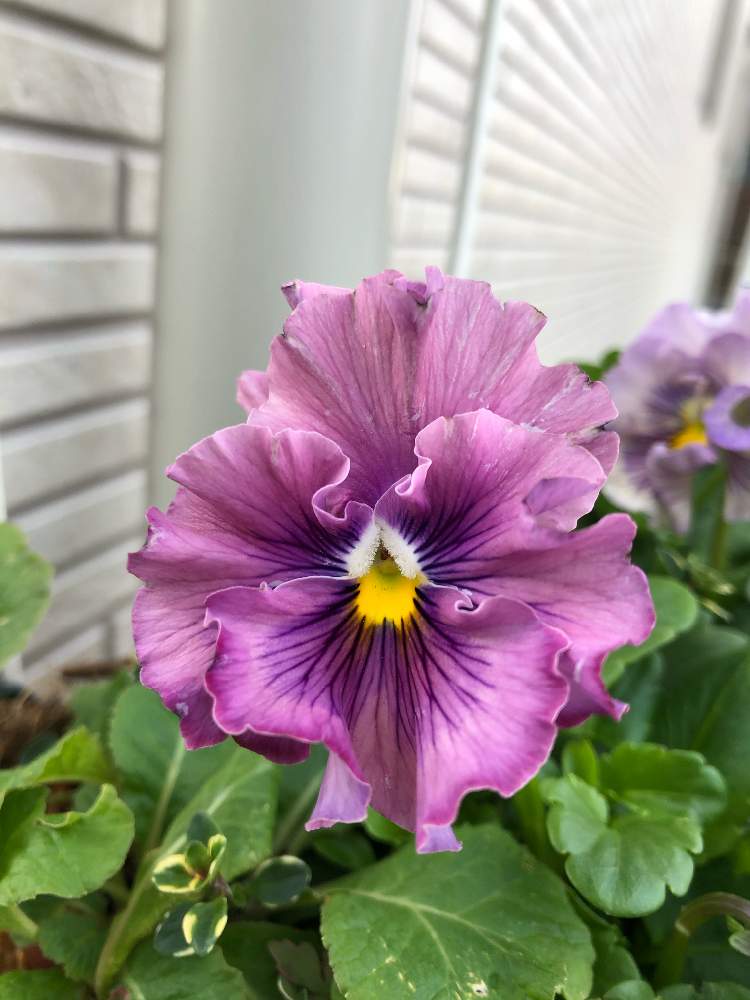 フリル咲きパンジーの投稿画像 By Gakkyさん ビオラ パンジーと寄せ植えと パンジー ビオラ寄植えフォトコンテスト Cainzとおうち園芸と花のある暮らしとお花好きと大好きビオラ 月12月16日 Greensnap グリーンスナップ