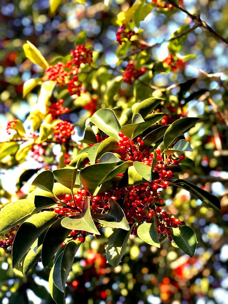 木の実の投稿画像 By 京紫さん 冬の空とクロガネモチ と青空と植物 と 植物 空模様 コラボ と赤い実といやし とiphone撮影と木の実と冬 の空とクロガネモチ と青空と植物 と 植物 空模様 コラボ と赤い実といやし とiphone撮影 月12月17日