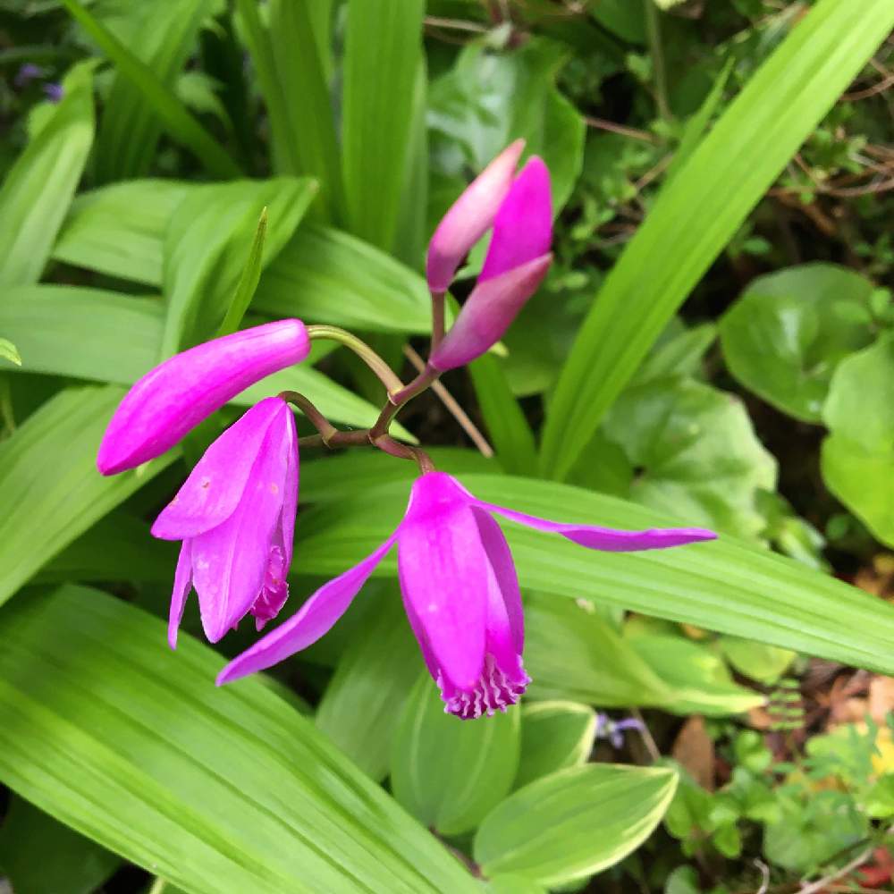 シランの投稿画像 By ミッキーさん かわいい と色鮮やか と花っていいねと今日のお花と癒し と綺麗な色 と散歩中 月12月17日 Greensnap グリーンスナップ