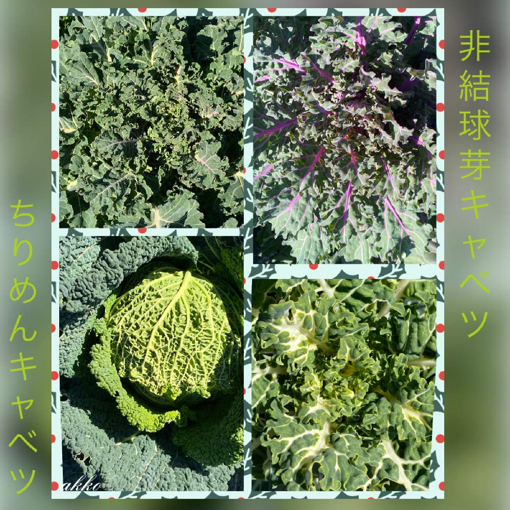 ちりめんキャベツ シュープリーゼの投稿画像 By ひみつのアッコちゃんさん 美味しい野菜と美しい葉と我が家の野菜畑と非結球芽キャベツ ルージュと非結球 芽キャベツ ホワイトと畑と美味しい野菜と美しい葉と我が家の野菜畑 月12月17日 Greensnap グリーン