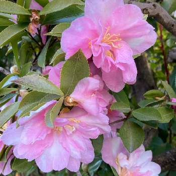 八重咲き山茶花の画像 by manabeさん | お出かけ先と八重咲き山茶花と山茶花（サザンカ）と花のある暮らしとピンクと白のお花とツバキ科とツバキ科ツバキ属