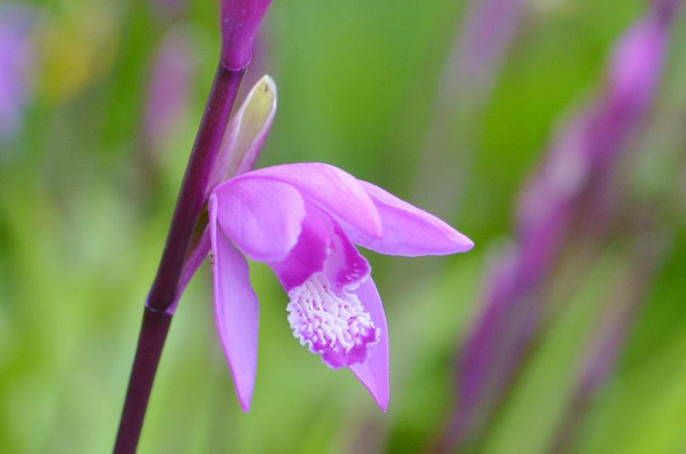 シランの投稿画像 By Myさん 紫蘭 といつもありがとう と今日のお花と美しいと季節のお花と小さな小さな庭と花のある暮らし 月12月17日 Greensnap グリーンスナップ
