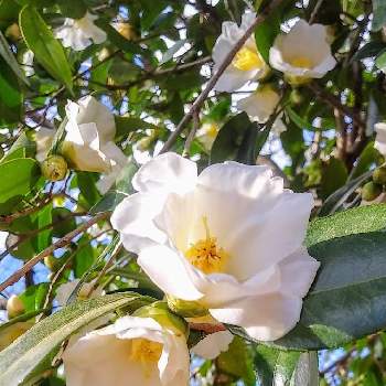 ツバキの白花の画像 by みいちゃんさん | ツバキの白花とウォーキングと椿 ツバキと椿の花。