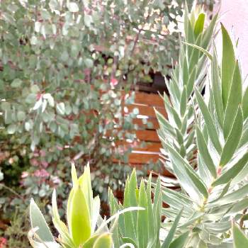 リューカデンドロン　シルバーアフリカーナの画像 by kiisantaさん | 小さな庭とシルバーリーフとオージープランツとネイティブプランツとリューカデンドロン　シルバーアフリカーナ