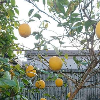 ビタミンの画像 by かいちゃんさん | レモンの木とふゆとビタミン