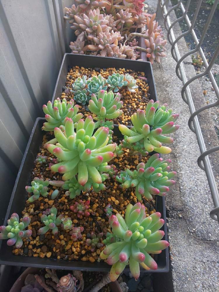 乙女心の投稿画像 By Kikoriさん アレグラと秋麗 しゅうれい と多肉植物と日当たり風通しがいいので やめられないと増えすぎる多肉 と普及種バンザイとお隣さんしか見えない場所と多肉女子と裏は空き地と狭い倉庫裏cmと南東の方角と雨ざらし 月12月17日