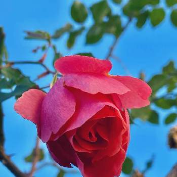 バラ サンセットグロウの投稿画像一覧 Greensnap グリーンスナップ