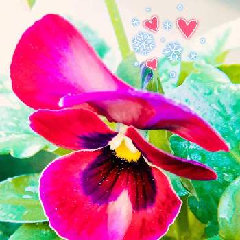 パンジー アプリコットティーの画像 by アラモアナღ .:***   さん | 小さな庭とパンジー アプリコットティーと植物からパワー❣️と美人さんとかわいい♡とGSでのご縁に感謝してと花のある暮らしとGS植物うちなーぐち会