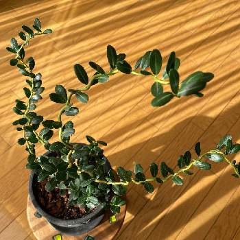 雲竜つげの投稿画像一覧 Greensnap グリーンスナップ