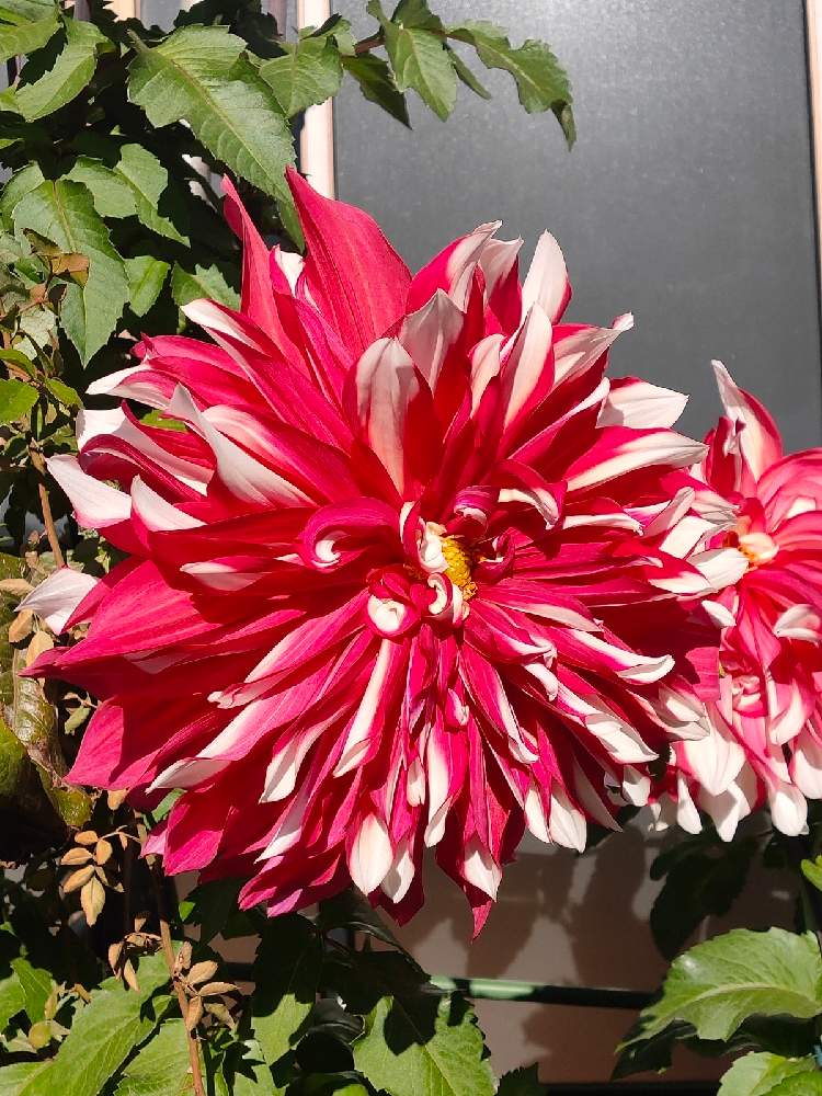 ダリアの投稿画像 By Reomamaだワンさん 赤い花と大きい花と赤い花と大きい花 月12月17日 Greensnap グリーンスナップ Greensnap グリーンスナップ
