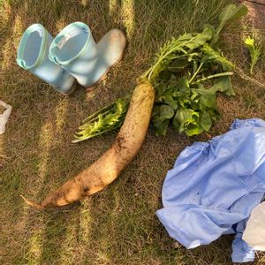 大根,冬野菜,大根♪,お出かけ先の画像