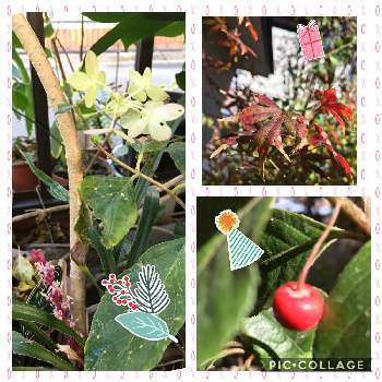 十両 ヤブコウジ の投稿画像一覧 Greensnap グリーンスナップ